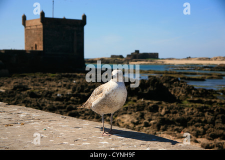 Chiudere fino a Seagull permanente sulla parete in Essaouira, Marocco. Foto Stock