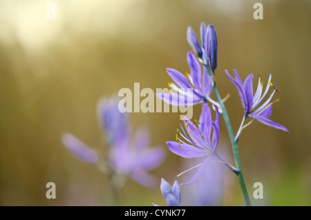 Comune di Camas (Camassia quamash) Foto Stock