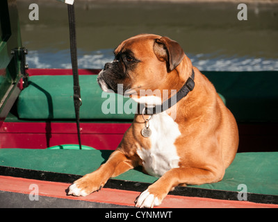 Un marrone e bianco cane Boxer su un narrowboat sul Grand Union Canal a Marsworth, Buckinghamshire, UK Foto Stock