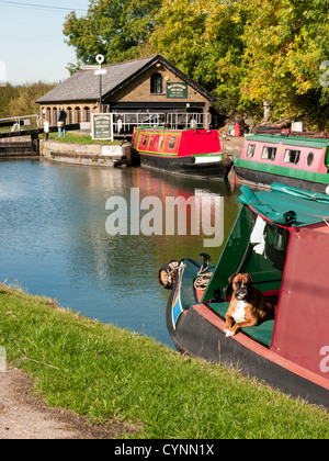 Imbarcazioni strette a secco Bulbourne dock e noleggio DIY sul Grand Union Canal a Marsworth, Bucks Regno unito con un marrone e bianco cane Boxer Foto Stock