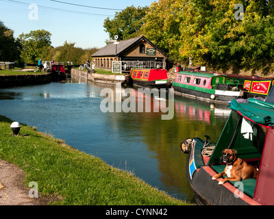 Imbarcazioni strette a secco Bulbourne dock e noleggio DIY sul Grand Union Canal a Marsworth, Bucks Regno unito con un marrone e bianco cane Boxer Foto Stock