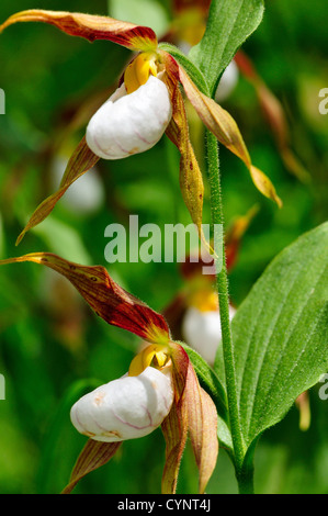 Mountain Pianella della Madonna fiori che sbocciano nelle Montagne Rocciose Canadesi Foto Stock