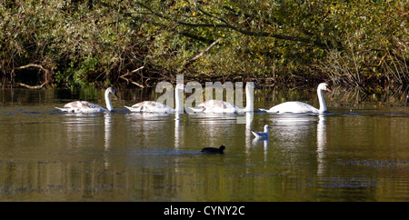 Orgoglioso padre con tre giovani Foto Stock