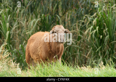 Un adulto brown Pecora in piedi accanto a un burrone in un campo di agricoltori in Cotacachi, Ecuador Foto Stock