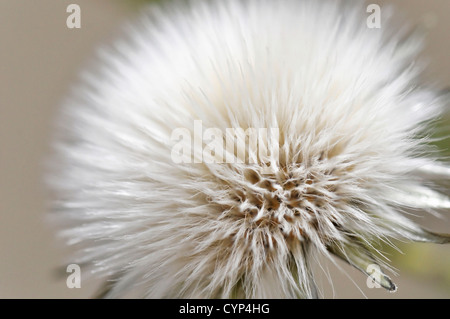 Un seme di tarassaco macro shot Foto Stock