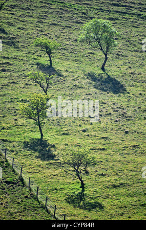 Albero nel paesaggio vicino Kirkby Stephen, Cumbria Foto Stock