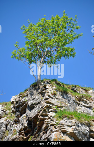 Albero nel paesaggio vicino Kirkby Stephen, Cumbria Foto Stock