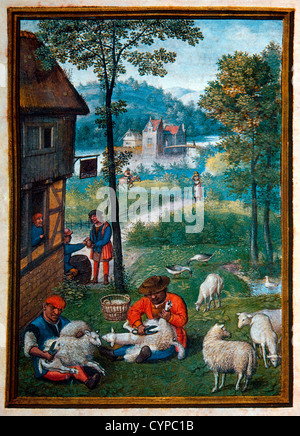 La tosatura delle pecore, Giugno, illustrazione dal Flemish Libro di preghiera, Simon Bening, 1500's Foto Stock