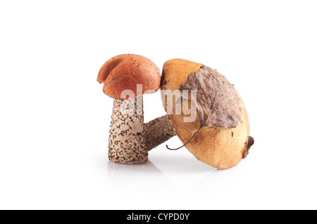 Il cappuccio arancione fungo isolato su sfondo bianco Foto Stock