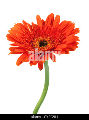 Rosso fiore di gerbera. Closeup, isolato su bianco Foto Stock