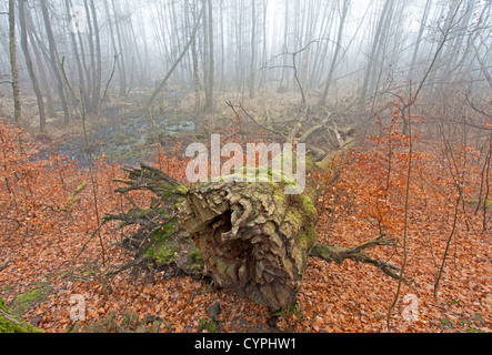 Foresta nella nebbia Foto Stock