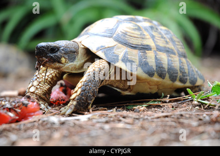 Tartaruga di mangiare un pomodoro Foto Stock