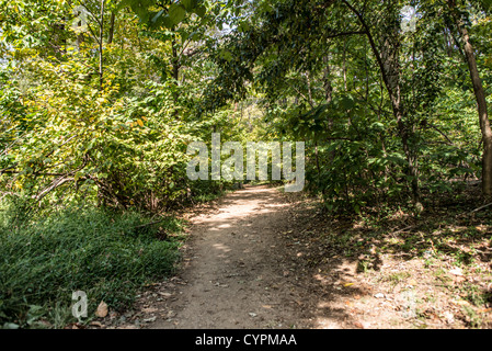 Opportunamente per un'isola chiamata dopo l'America xxvi presidente, campione dell'ambiente, tanto di Theodore Roosevelt Island è deserto. Foto Stock