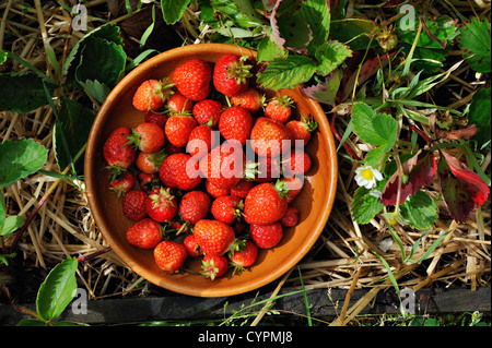 Appena raccolte le fragole in un giardino suburbano Foto Stock