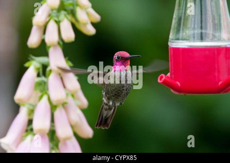Anna (Hummingbird Calypte anna) maschio in bilico & alimentando ad un colibrì alimentatore di Nanaimo, Vancouver è. BC, Canada in giugno Foto Stock