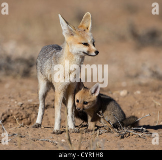 Cape fox con il bambino a giocare Foto Stock