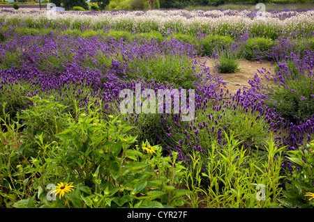 Righe di luce e di colore scuro di lavanda in un campo al Purple Haze Fattoria di Lavanda sulla Penisola Olimpica a Sequim, WA. Foto Stock