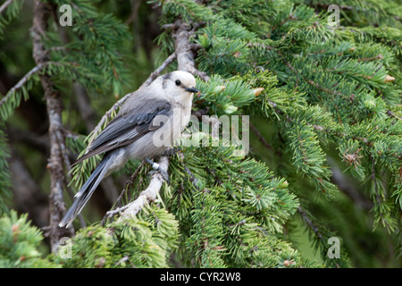 Gray Jay che sorge nello Spruce Tree nel Rocky Mountains National Park, Colorado Foto Stock