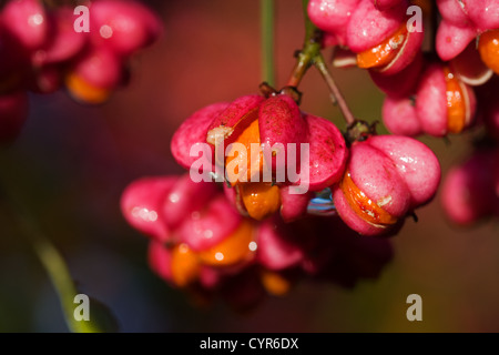 Frutto del mandrino o alberino tree (Euonymus). Foto Stock