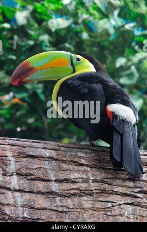 Messico,Veracruz, Toucan nativo a Veracruz con luminosi, multicolorata bill appollaiato sul ramo. Foto Stock