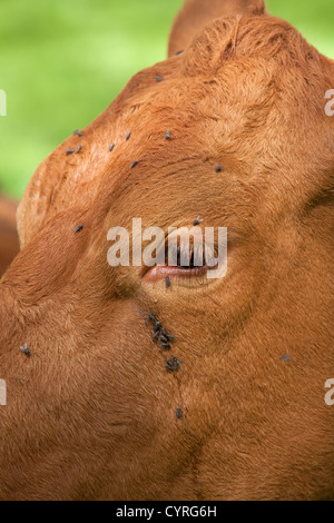 Mucca essendo tempestato da mosche, England, Regno Unito Foto Stock