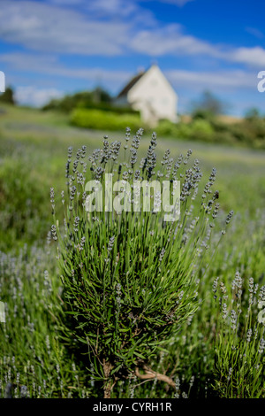 Snowshill Fattoria di Lavanda costwolds regno unito Foto Stock