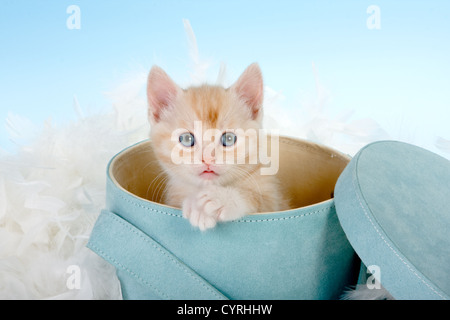 Sei settimane vecchio cucciolo rosso in una cappelliera Foto Stock