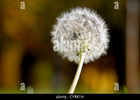 Simeone un paracadute nella forma di un anthodium di tarassaco su uno sfondo di erba verde Foto Stock
