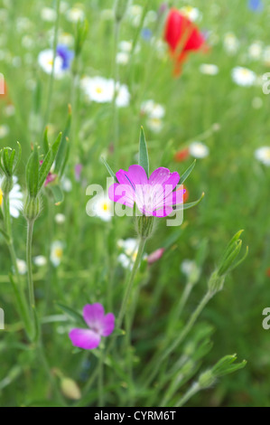 Papaveri e Fiordaliso Oxeye Daisy e Comune di increspatura di mais in fiore selvatico prato, England, Regno Unito Foto Stock