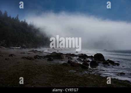 Spiaggia rocciosa e alberi nella nebbia mattutina Foto Stock