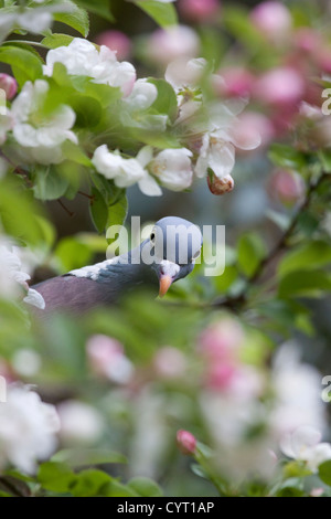 Piccione in apple blossom tree England, Regno Unito Foto Stock