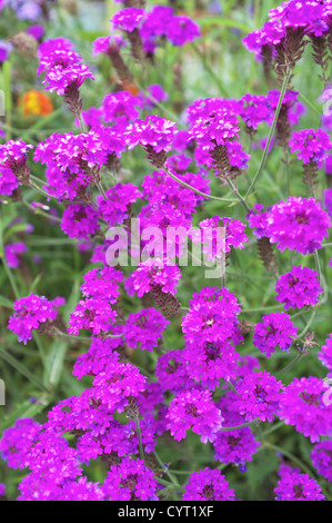 Verbena Bonariensis, England, Regno Unito Foto Stock