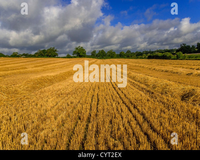 Campo di colture di cereali Foto Stock