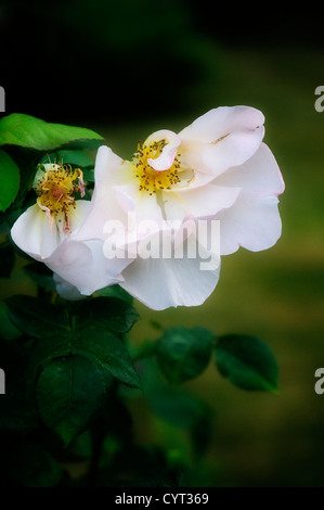 Morendo Bianco Garden Rose in un giardino inglese Foto Stock