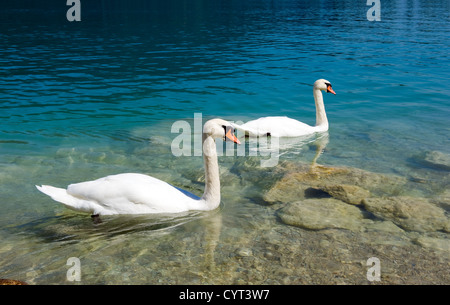 Due cigni sono il nuoto in un lago in Austria Foto Stock