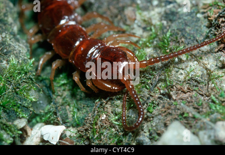 Comune centipede marrone (Lithobius forficatus) che mostra il veleno artigli appena accanto al regno unito di testa Foto Stock