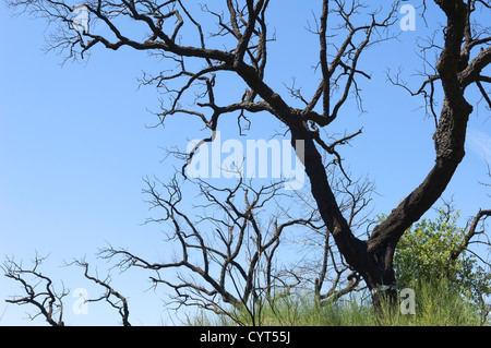 La rigenerazione della vegetazione in una foresta di querce consumato dal fuoco di estate Foto Stock