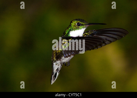 Ronzio uccello molto comune nella città di Monte Verde, a sud di Minas Gerais, Brasile. Molto luogo turistico in inverno Foto Stock