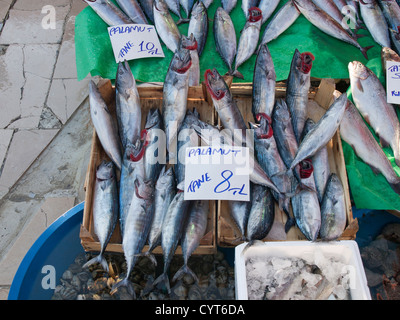 Mattina mercato del pesce di Kumkapi Istanbul Turchia, pesce fresco direttamente dalla barche, qui piccolo palamut firsh, palamita Foto Stock