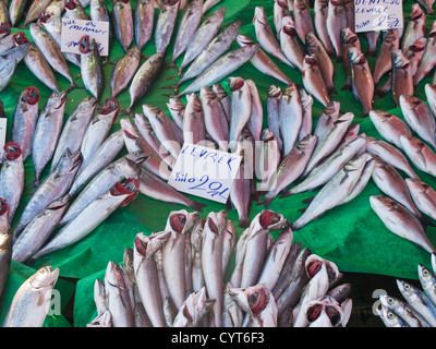 Mattina mercato del pesce di Kumkapi Istanbul Turchia, pesce fresco direttamente dalla barche, qui la spigola europea. Foto Stock