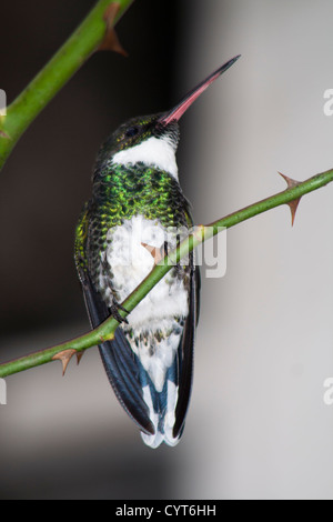 Ronzio uccello molto comune nella città di Monte Verde, a sud di Minas Gerais, Brasile. Molto luogo turistico in inverno Foto Stock