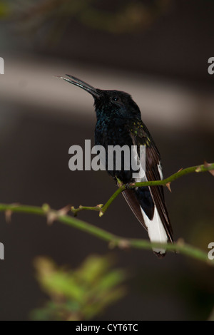 Ronzio uccello molto comune nella città di Monte Verde, a sud di Minas Gerais, Brasile. Molto luogo turistico in inverno Foto Stock