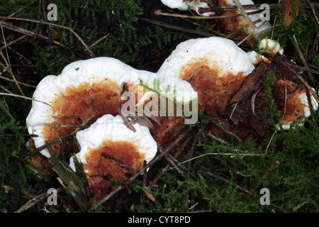 Root Rot - Heterobasidion annosum Foto Stock