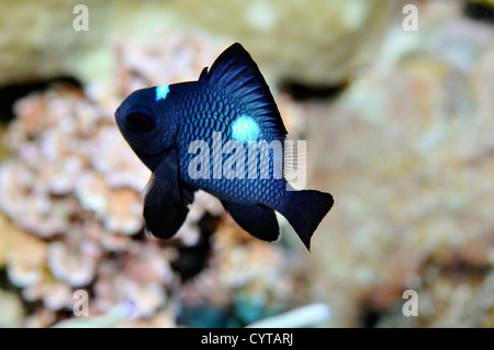 Tre-spot Dascyllus, Dascyllus trimaculaus, capretti, Pohnpei, Stati Federati di Micronesia Foto Stock