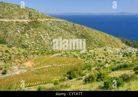 Vigneti, costa meridionale di Hvar, Croazia Foto Stock