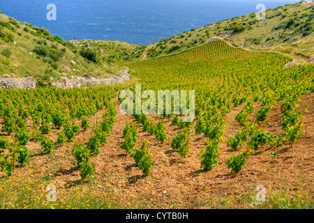 Vigneti, costa meridionale di Hvar, Croazia Foto Stock