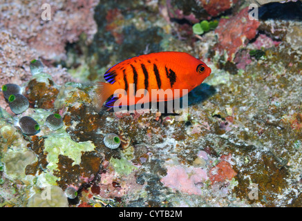 Fiamma angelfish, Centropyge loricula, Pohnpei, Stati Federati di Micronesia Foto Stock