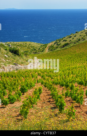 Vigneti, costa meridionale di Hvar, Croazia Foto Stock