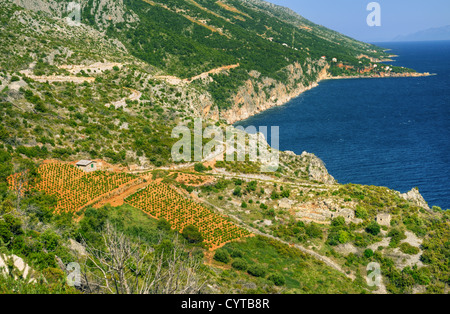 Vigneti, costa meridionale di Hvar, Croazia Foto Stock