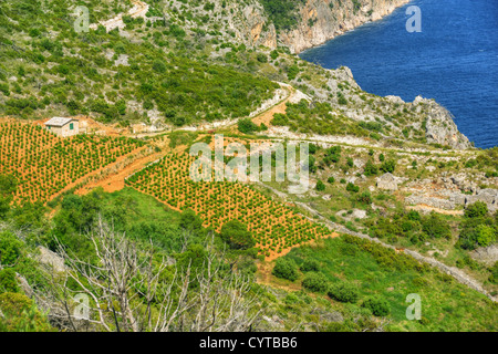 Vigneti, costa meridionale di Hvar, Croazia Foto Stock